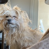 Entry image for Oliver