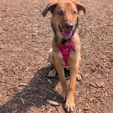 Entry image for Eevee