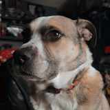 Entry image for Bowie 