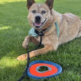 Entry image for Wallace