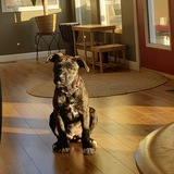 Entry image for Daisy 