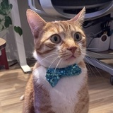 Entry image for Louis