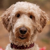 Entry image for Henry