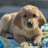 Entry image for Astrid