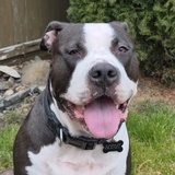 Entry image for SCOUT