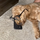 Entry image for Ginger 