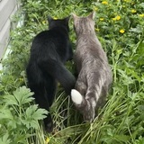 Entry image for Slinks and spud