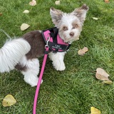 Entry image for Lexi