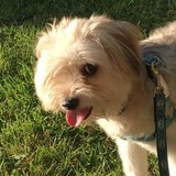 Entry image for Chesha 