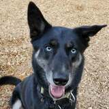 Entry image for Marley