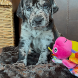 Entry image for Onyx