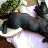 Entry image for Titus Nero