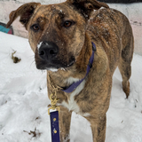 Entry image for Cupcake 