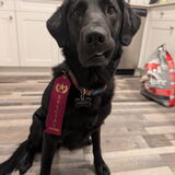 Entry image for Harvey Darvey