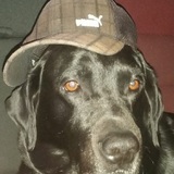 Entry image for Bear