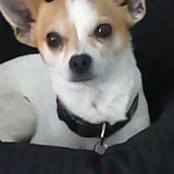 Entry image for CEASAR 