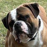 Entry image for Moose