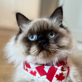 Entry image for Louie