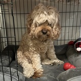 Entry image for Honey