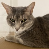 Entry image for Tula