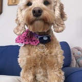 Entry image for Rosie