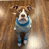 Entry image for Bubba