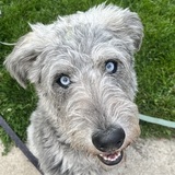 Entry image for Logan