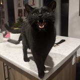 Entry image for Harry