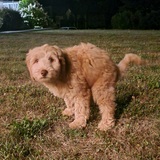 Entry image for Remy