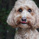 Entry image for Sophie