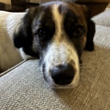 Entry image for Ellie