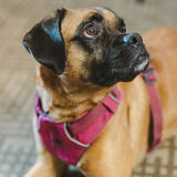 Entry image for Maple