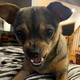 Entry image for Cardi