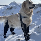 Entry image for Frank The Tank