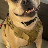 Entry image for Dozer