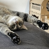 Entry image for Miso