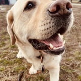 Entry image for Chester 