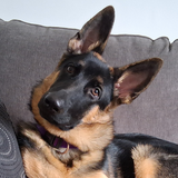 Entry image for Cooper