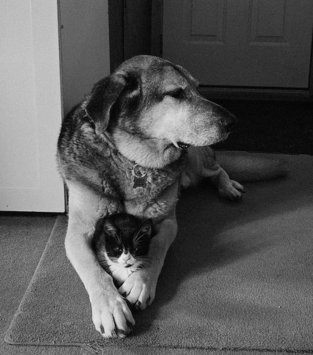 Entry image for Milo the dog and Tilly the kitten. Clicking this image will show a larger photo