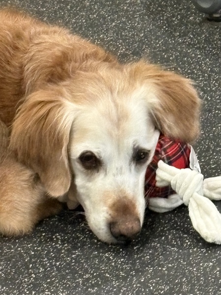 Entry image for Cooper. Clicking this image will show a larger photo