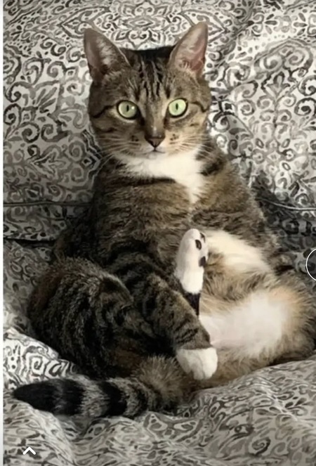 Entry image for Babycat. Clicking this image will show a larger photo