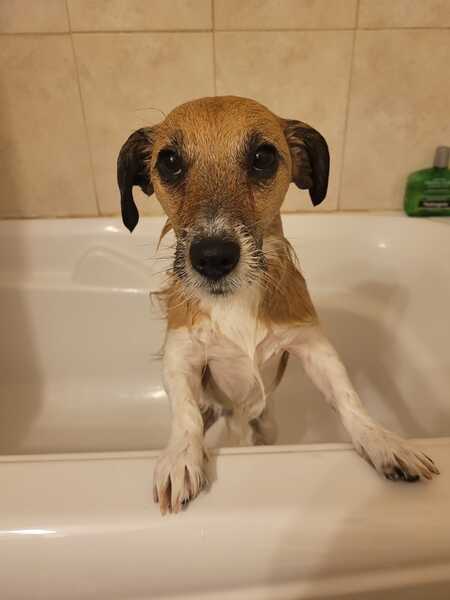 Entry image for Tater. Clicking this image will show a larger photo