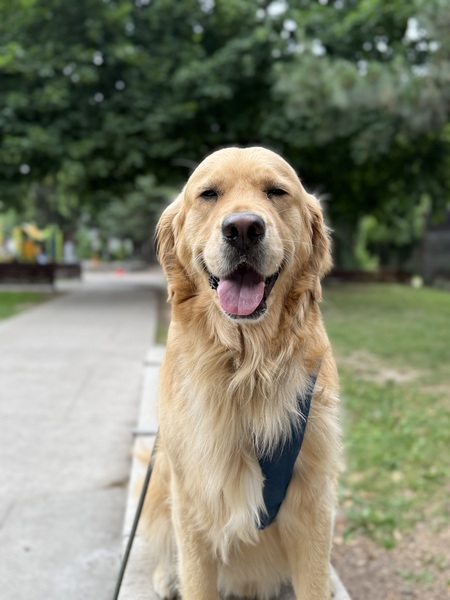 Entry image for Chips. Clicking this image will show a larger photo