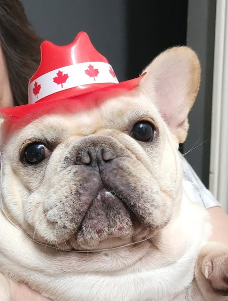 Entry image for NACHO. Clicking this image will show a larger photo