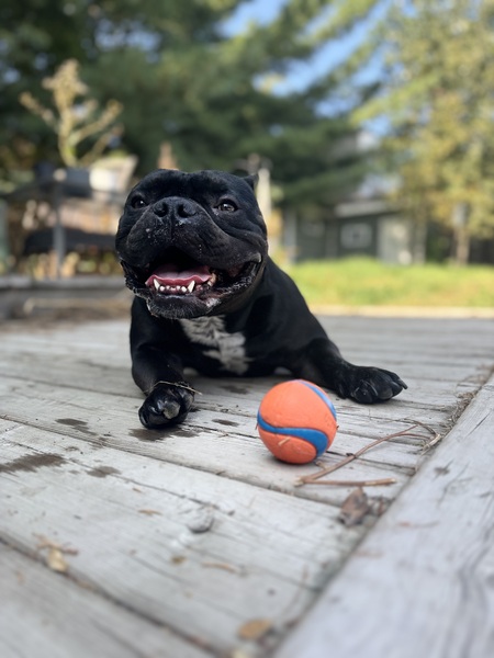 Entry image for Onyx. Clicking this image will show a larger photo