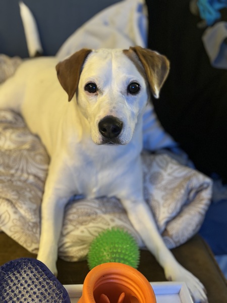 Entry image for Murphy. Clicking this image will show a larger photo