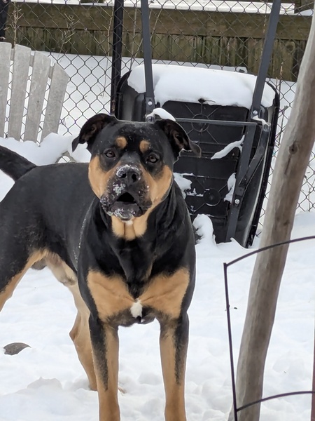 Entry image for Jake . Clicking this image will show a larger photo