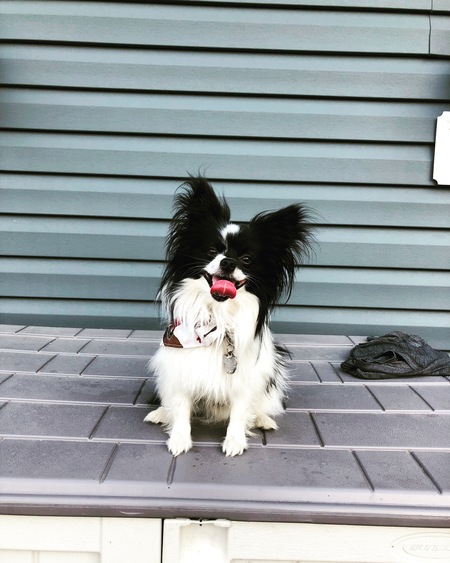 Entry image for Darby. Clicking this image will show a larger photo