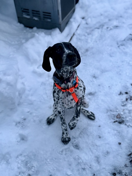 Entry image for Fig. Clicking this image will show a larger photo