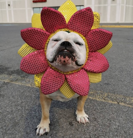 Entry image for Abbey. Clicking this image will show a larger photo